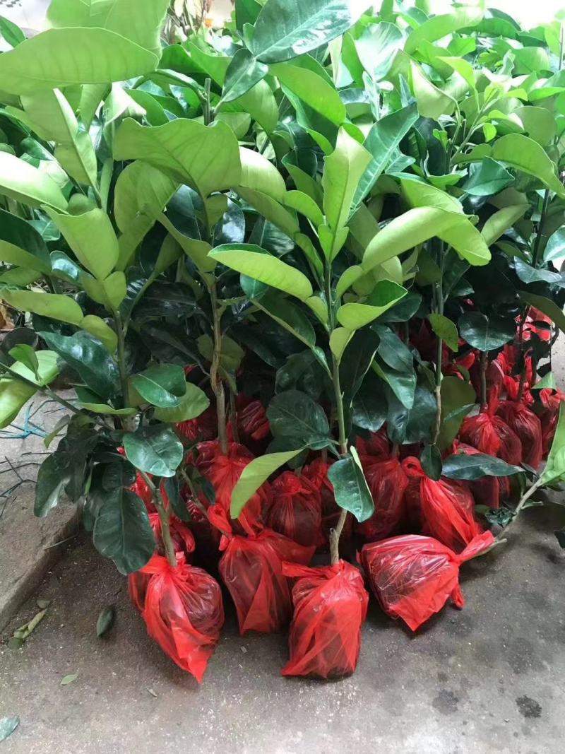 泰国红宝石青柚苗越南青皮柚苗