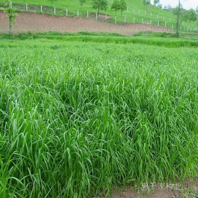 黑麦草种子进口四季多年生耐寒牧草种子畜牧养殖高产牧草草种