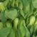 北京精品油菜批发（量大从优）