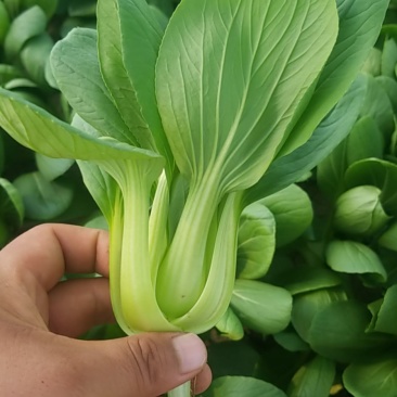 北京精品油菜批发（量大从优）