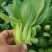 北京精品油菜批发（量大从优）