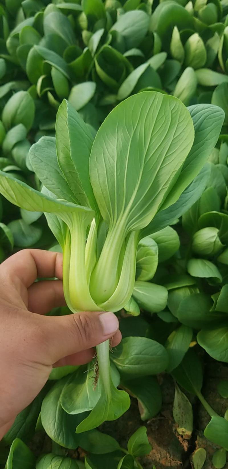 北京精品油菜批发（量大从优）