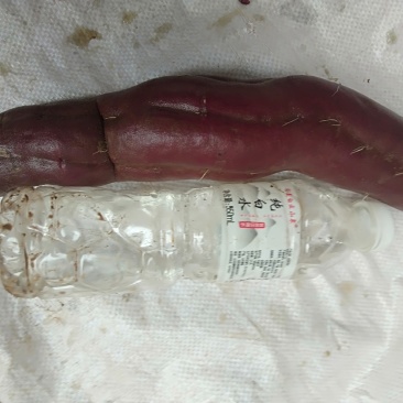 紫薯，特价便宜，纯沙土种植
