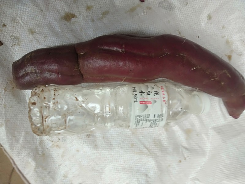紫薯，特价便宜，纯沙土种植