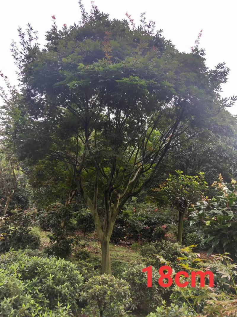 四川成都温江基地苗圃红枫规格齐全，欢迎选购