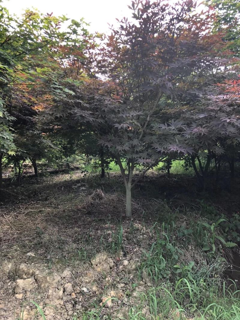 四川成都温江基地苗圃红枫规格齐全，欢迎选购
