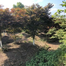 四川成都温江基地苗圃红枫规格齐全，欢迎选购