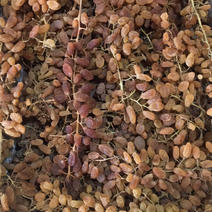 吐鲁番葡萄干精品发货