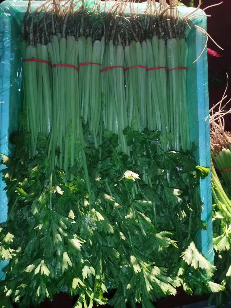精品毛芹，质量好价格优，欢迎全国老板选购