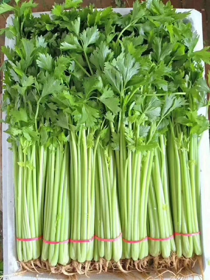 精品毛芹，质量好价格优，欢迎全国老板选购