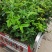 桂花苗30~50公分包邮9.9一颗可以一亩田线上下单