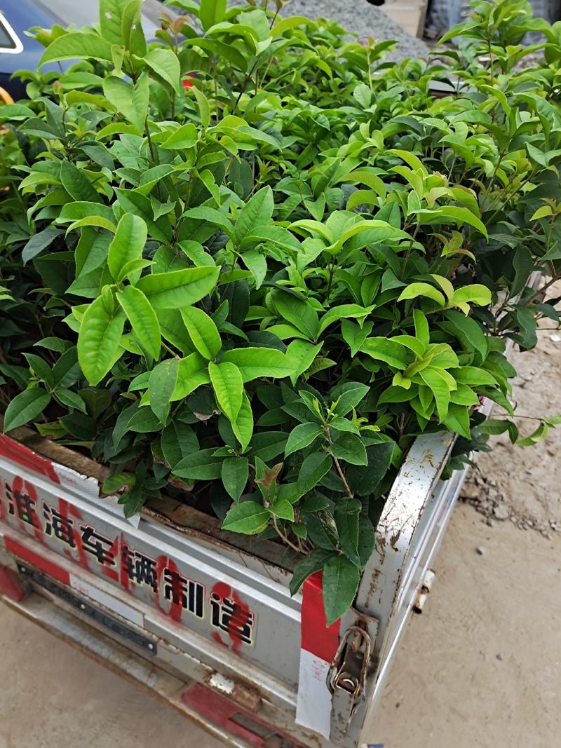 桂花苗30~50公分包邮9.9一颗可以一亩田线上下单