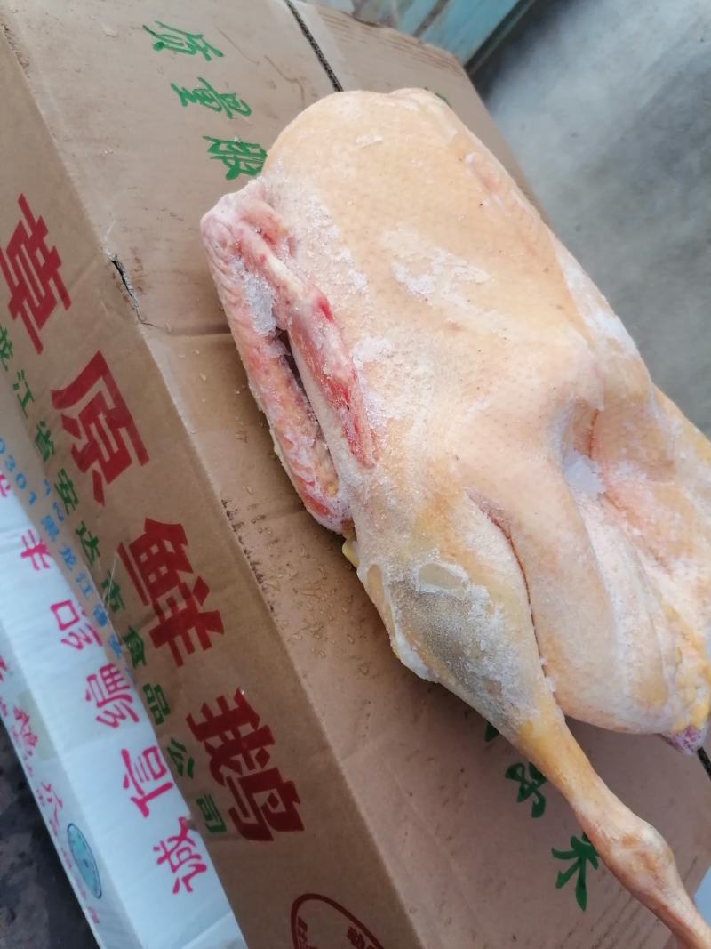 鹅，白条鹅，东北黑龙江省绥化市安达市当地大鹅，保质量