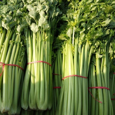 【推荐】河北邯郸西精品芹菜香芹大量供应常年有货
