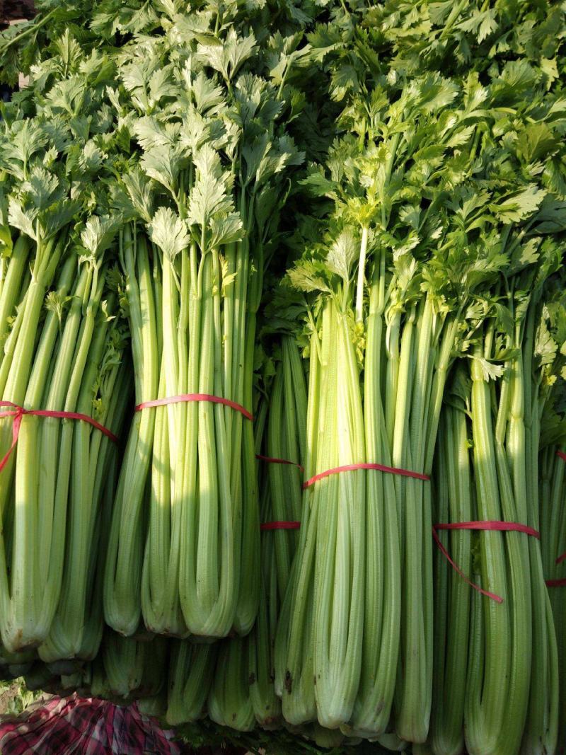 【推荐】河北邯郸西精品芹菜香芹大量供应常年有货