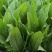【油麦菜】河北邯郸永精品油麦菜，叶菜，可供各大市场超市！