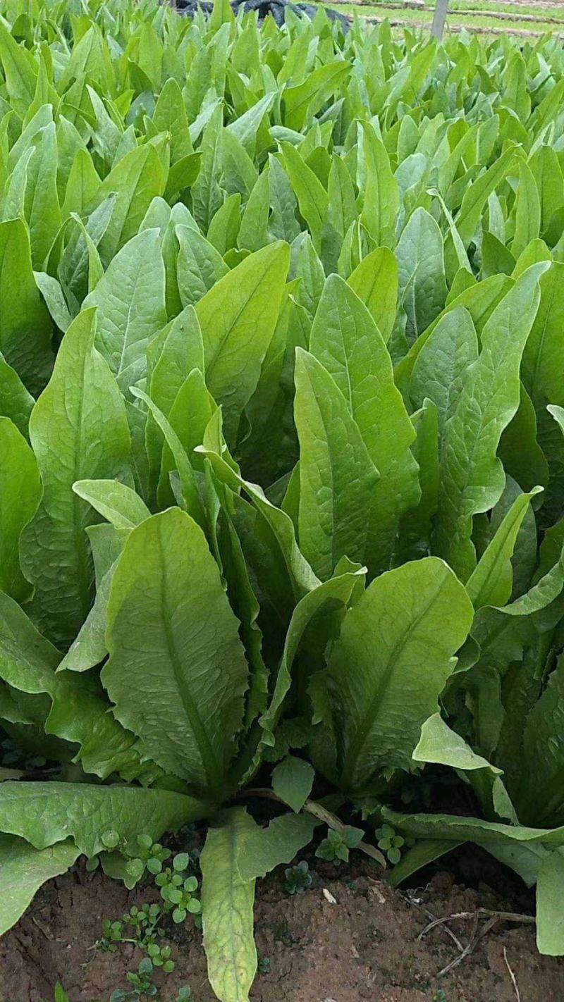 【油麦菜】河北邯郸永精品油麦菜，叶菜，可供各大市场超市！