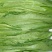 【油麦菜】河北邯郸永精品油麦菜，叶菜，可供各大市场超市！