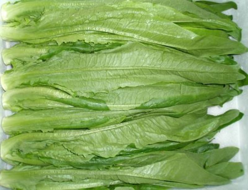 【油麦菜】河北邯郸永精品油麦菜，叶菜，可供各大市场超市！
