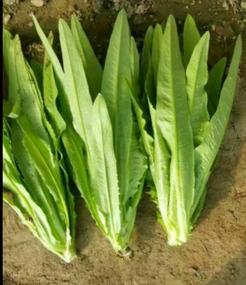 【油麦菜】河北邯郸永精品油麦菜，叶菜，可供各大市场超市！