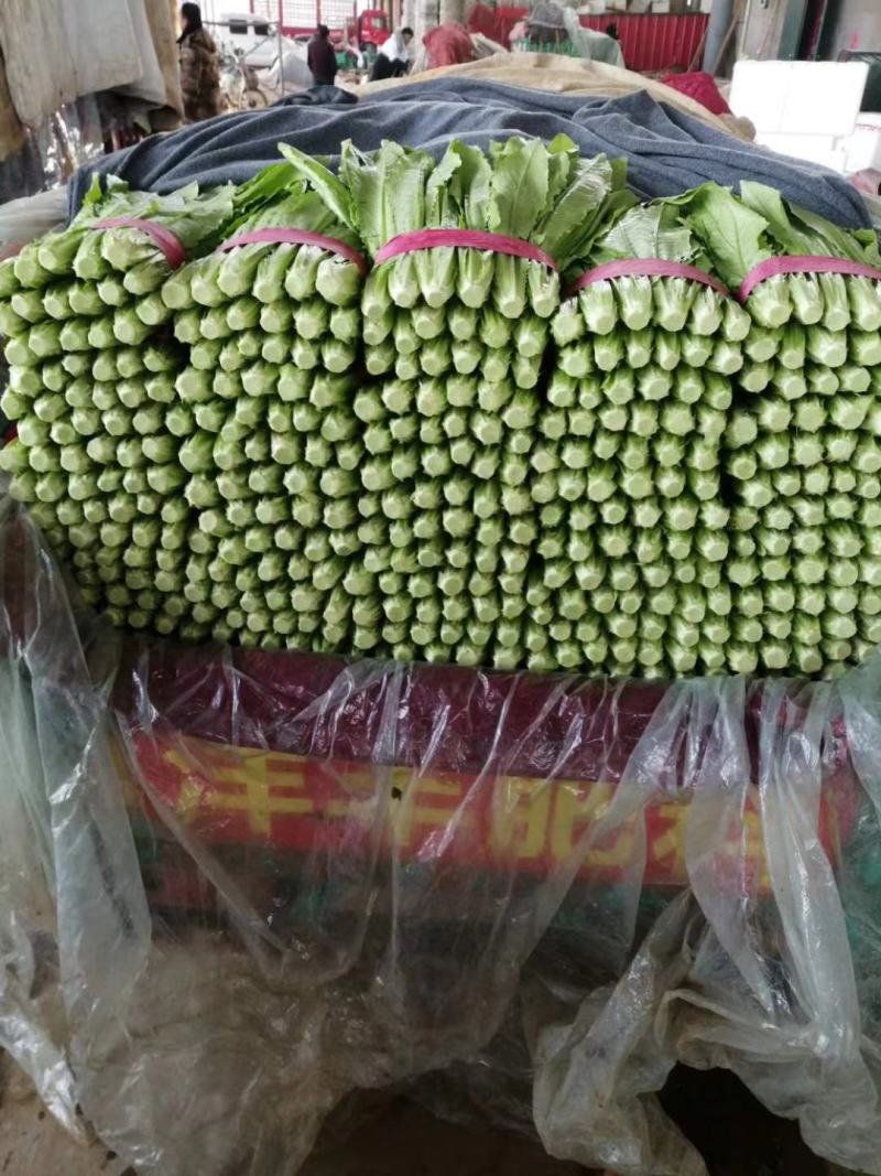 【油麦菜】河北邯郸永精品油麦菜，叶菜，可供各大市场超市！