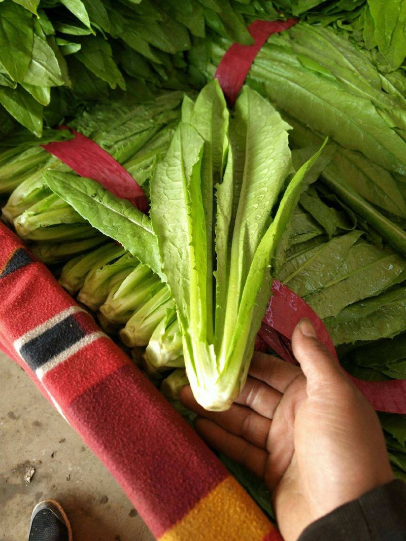 【油麦菜】河北邯郸永精品油麦菜，叶菜，可供各大市场超市！