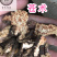 【货对版气味浓】苍术朱砂点苍术正品生苍术干货苍术片