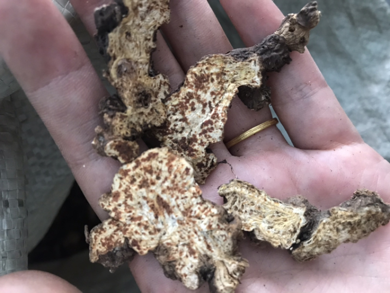 【货对版气味浓】苍术朱砂点苍术正品生苍术干货苍术片