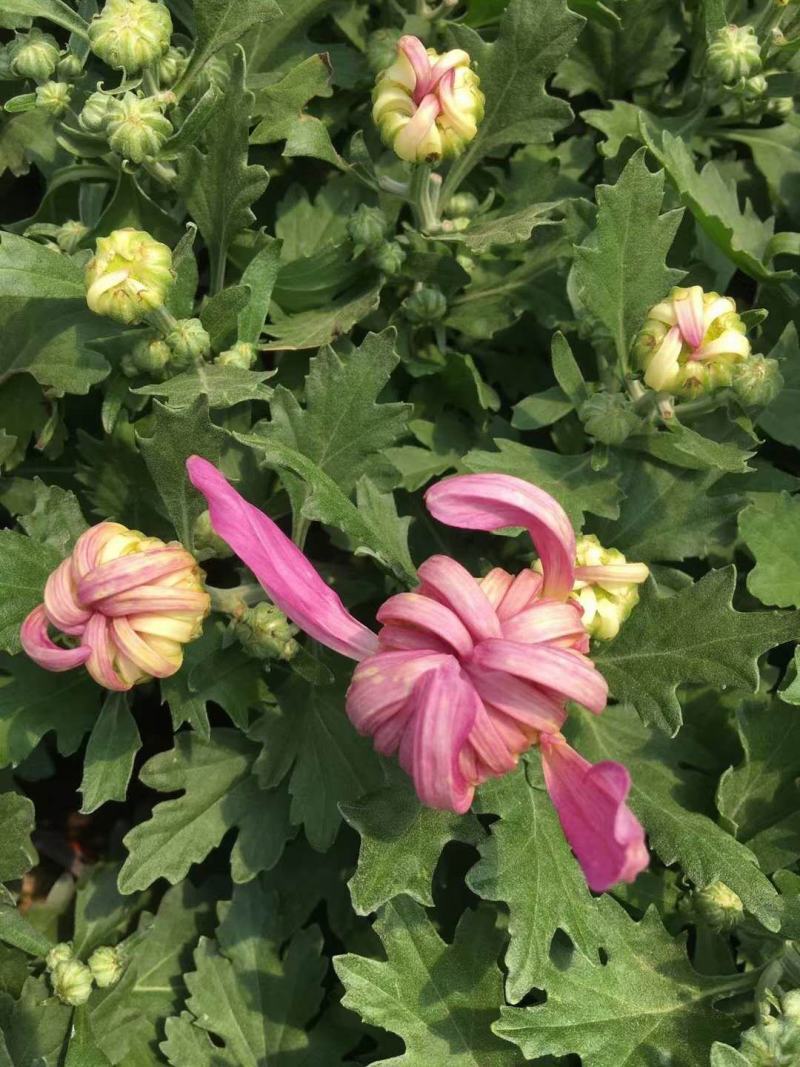 九月菊花卉苗木基地九月菊批发基地各类菊花爆满山