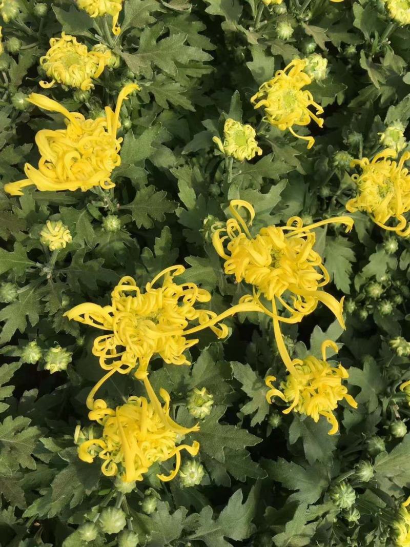 九月菊花卉苗木基地九月菊批发基地各类菊花爆满山