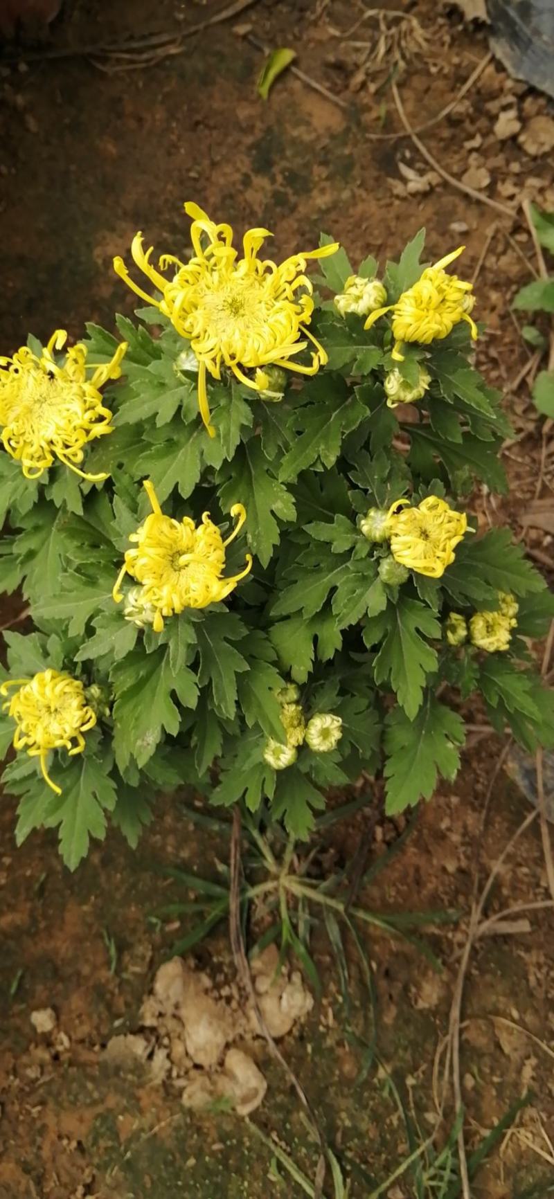 九月菊花卉苗木基地九月菊批发基地各类菊花爆满山