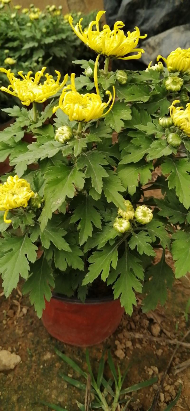 九月菊花卉苗木基地九月菊批发基地各类菊花爆满山