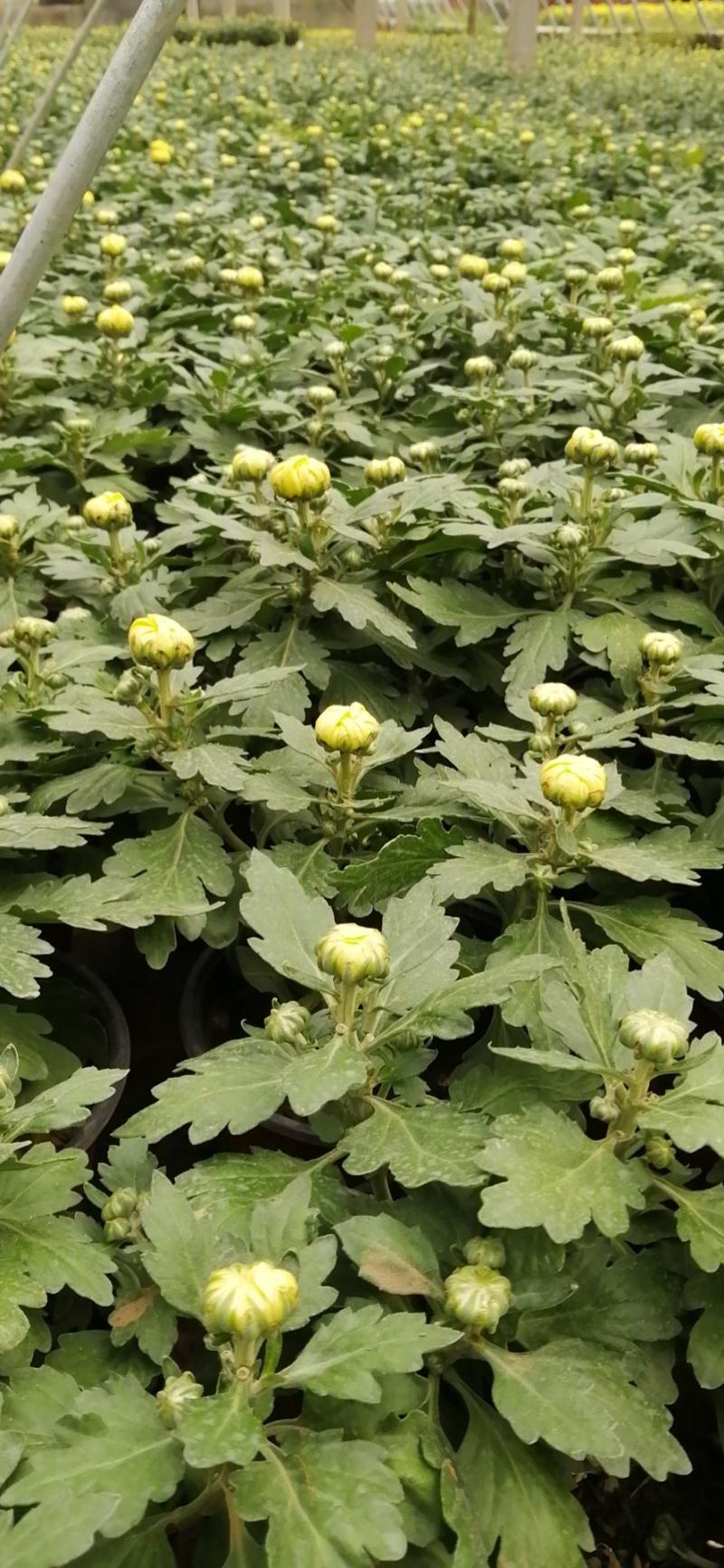 九月菊花卉苗木基地九月菊批发基地各类菊花爆满山