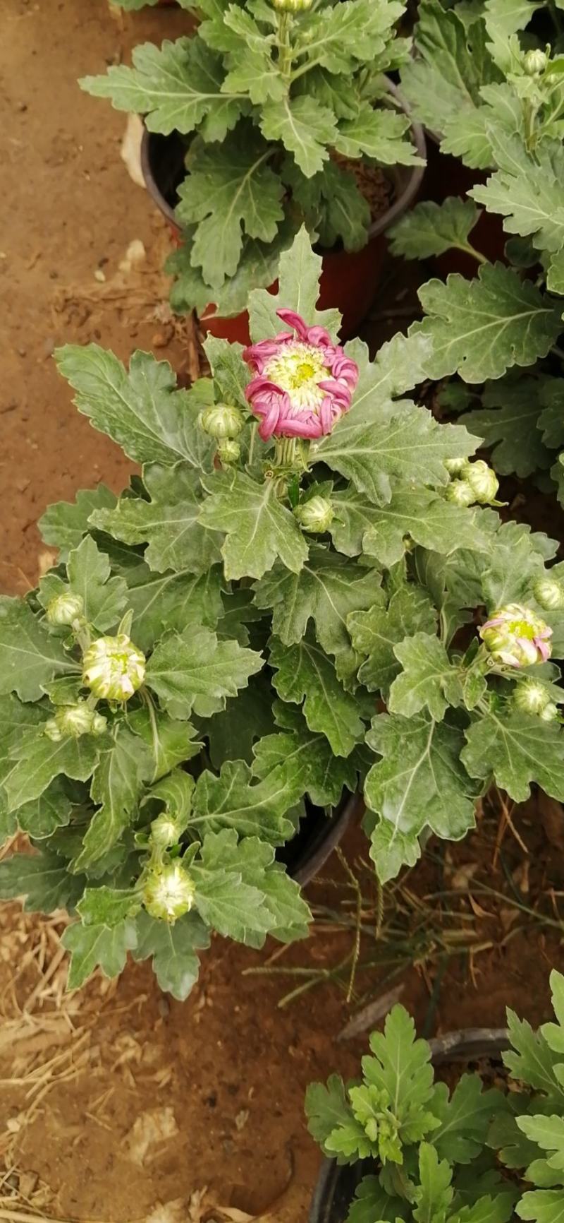 九月菊花卉苗木基地九月菊批发基地各类菊花爆满山