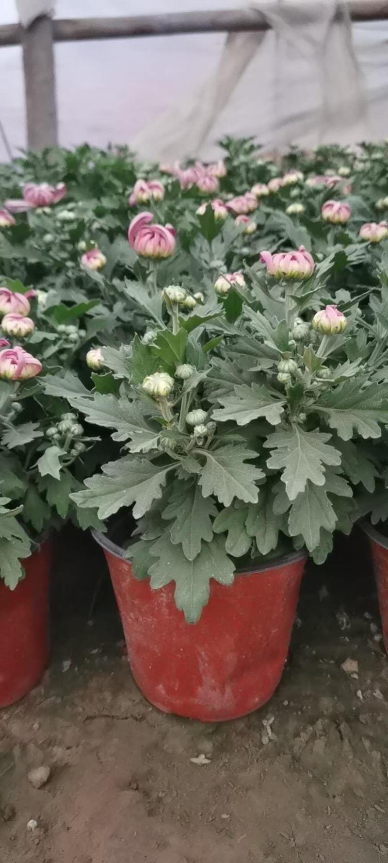 九月菊花卉苗木基地九月菊批发基地各类菊花爆满山