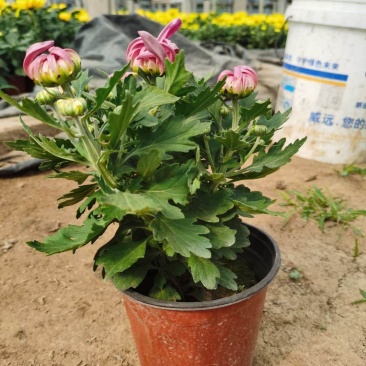 九月菊花卉苗木基地九月菊批发基地各类菊花爆满山