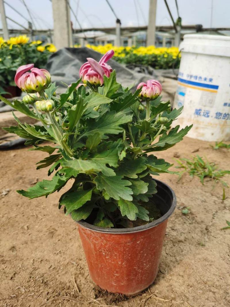 九月菊花卉苗木基地九月菊批发基地各类菊花爆满山