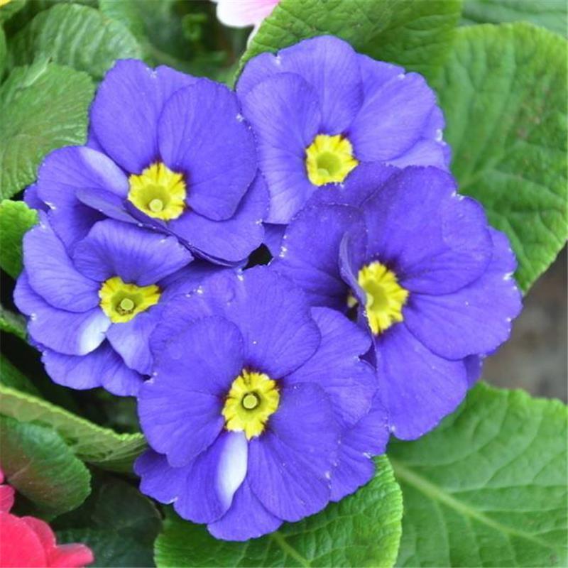 欧洲报春花种子四季花卉盆栽花卉种子花草种子四季樱草种子