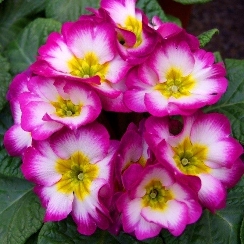 欧洲报春花种子四季花卉盆栽花卉种子花草种子四季樱草种子