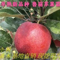 苹果苗新品种早熟品种鲁丽苹果苗包成活免费技术指导