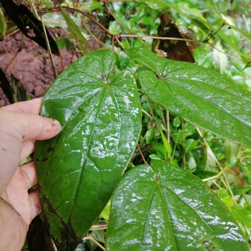 淫羊藿，野生淫羊藿，