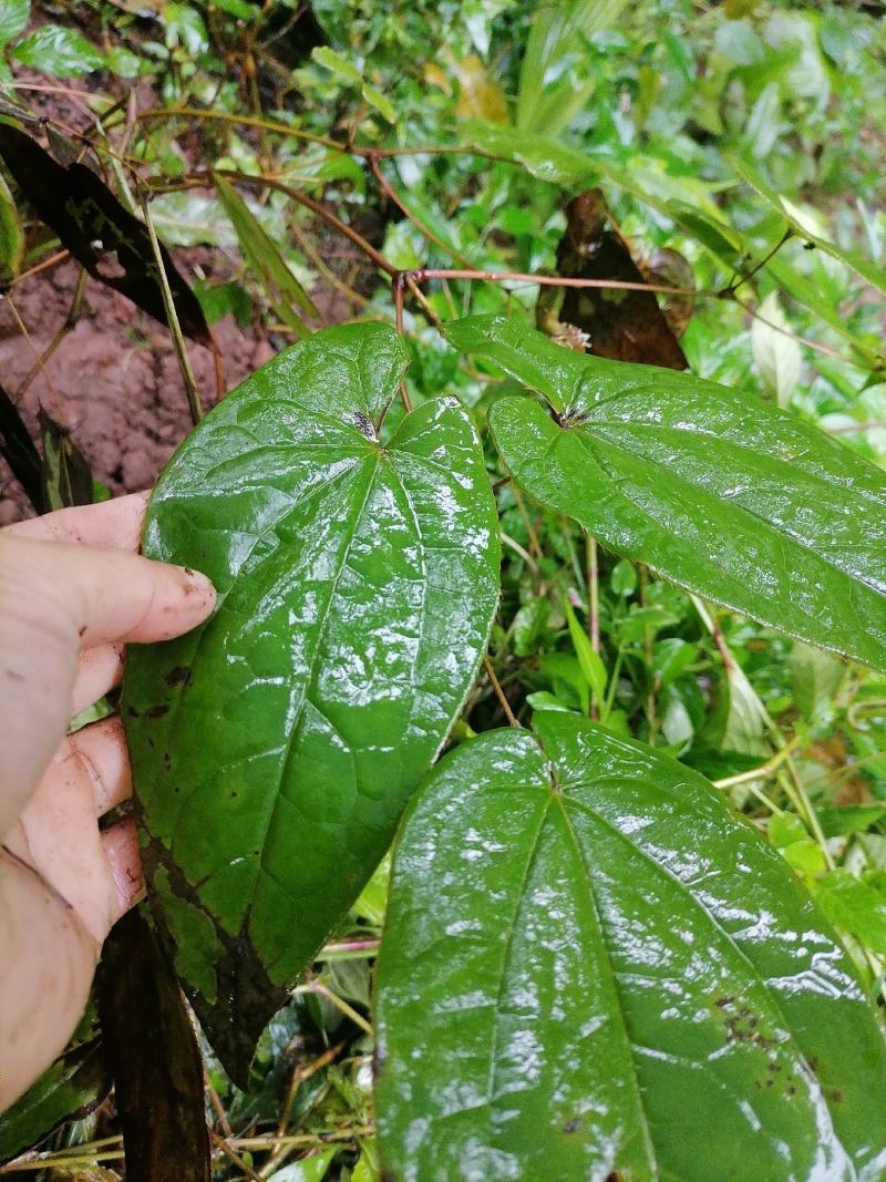 淫羊藿，野生淫羊藿，