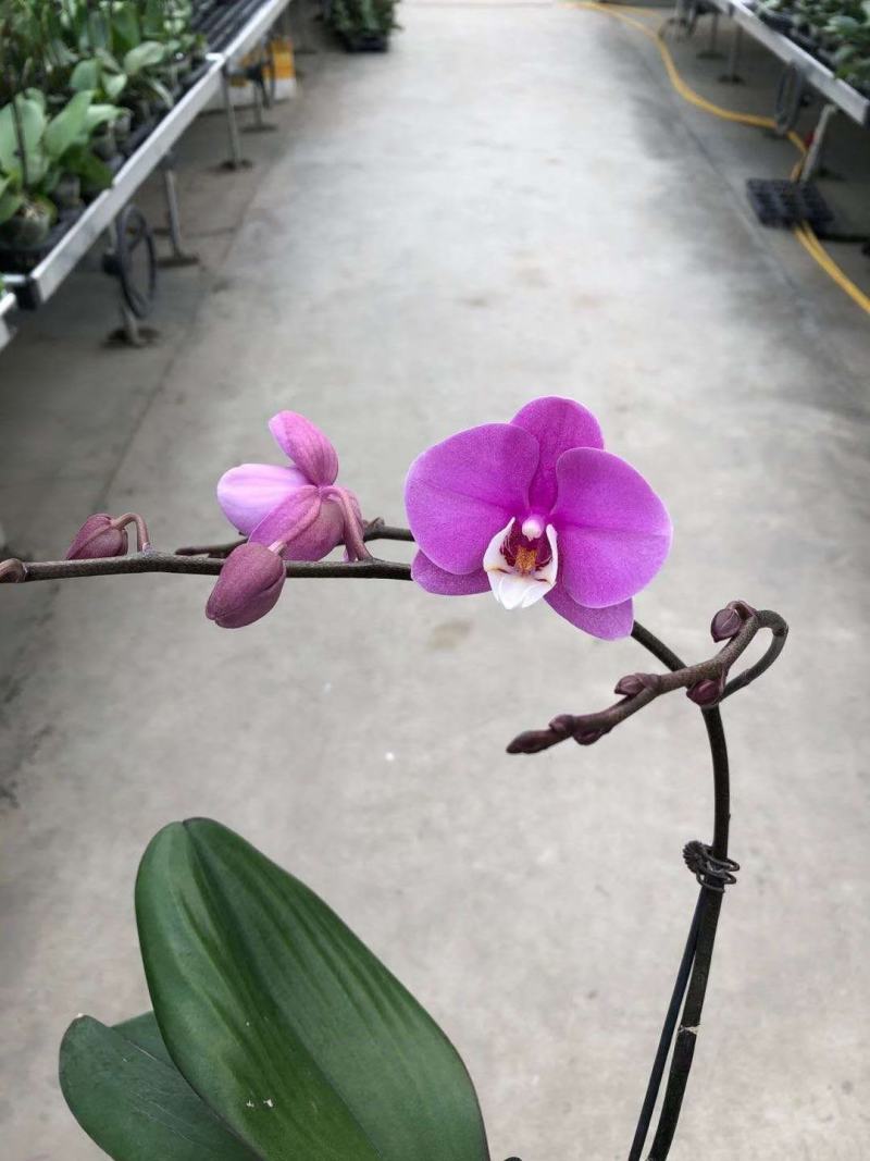 蝴蝶兰蝴蝶兰盆栽盆景基地直销