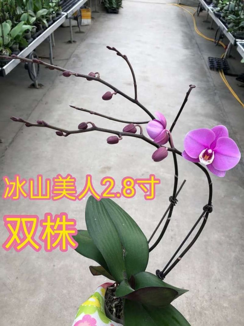 蝴蝶兰蝴蝶兰盆栽盆景基地直销