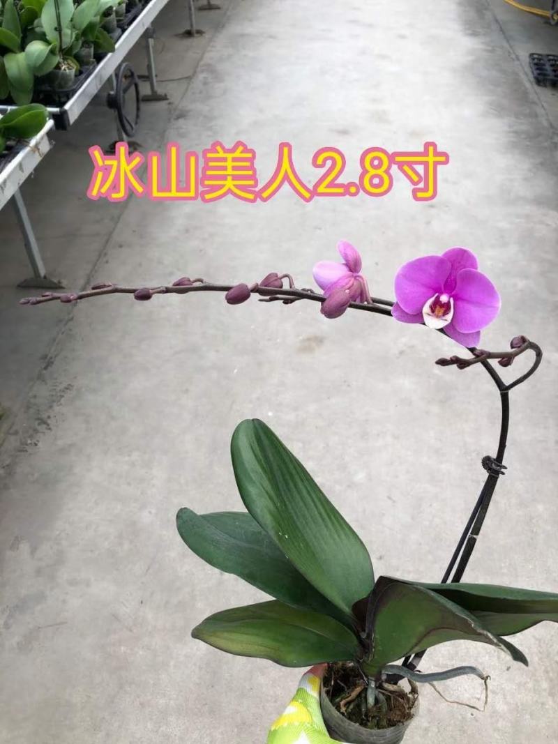 蝴蝶兰蝴蝶兰盆栽盆景基地直销