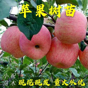苹果树苗新品种晚熟品种烟富8黑钻冰糖心等品种苹果苗