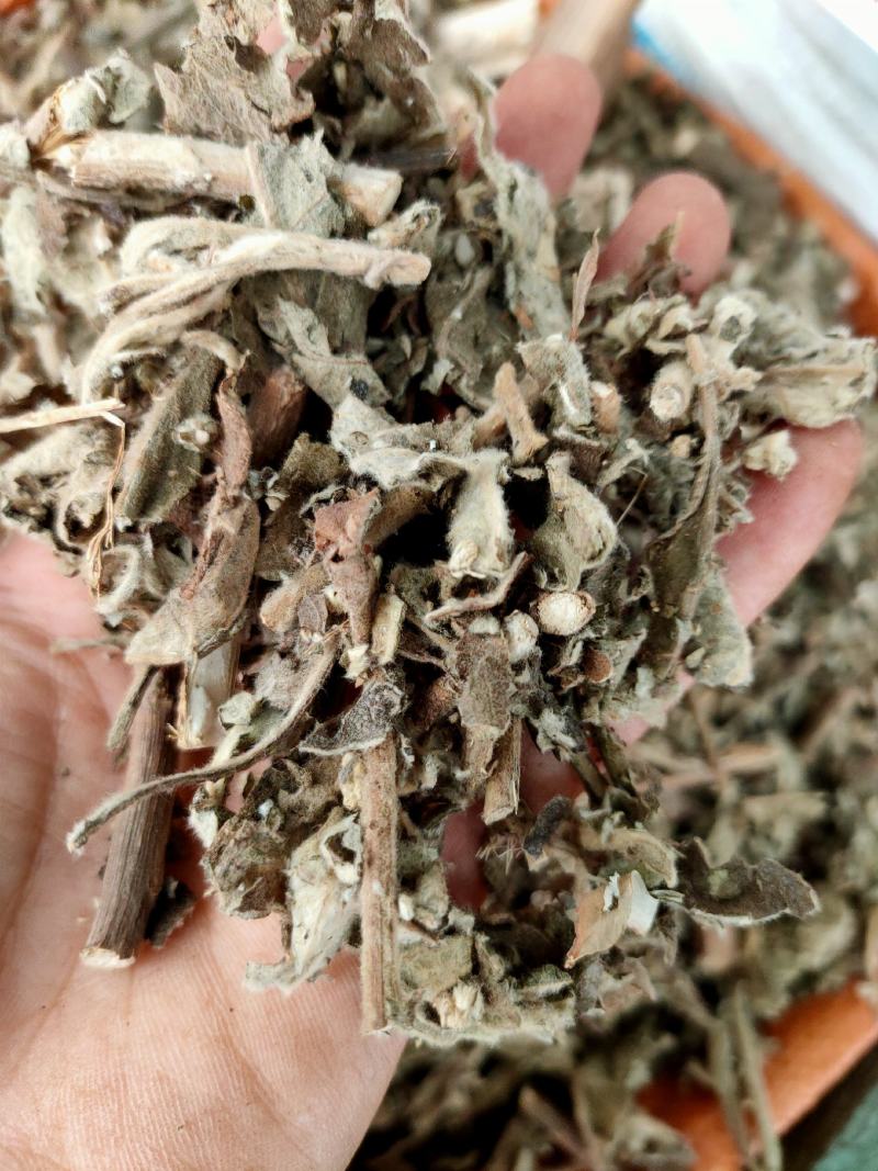广西野生中药材大风，艾纳香，牛耳艾大风叶大枫草