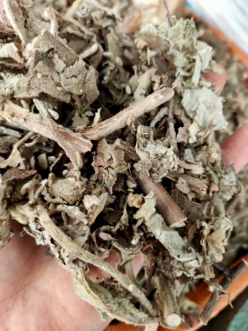 广西野生中药材大风，艾纳香，牛耳艾大风叶大枫草