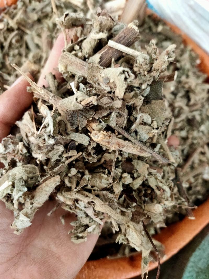 广西野生中药材大风，艾纳香，牛耳艾大风叶大枫草