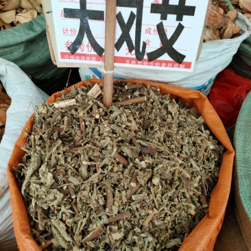 广西野生中药材大风，艾纳香，牛耳艾大风叶大枫草